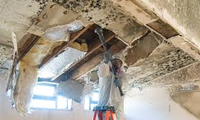 Why You Should Choose Our Mold Remediation Services in Winnsboro, SC